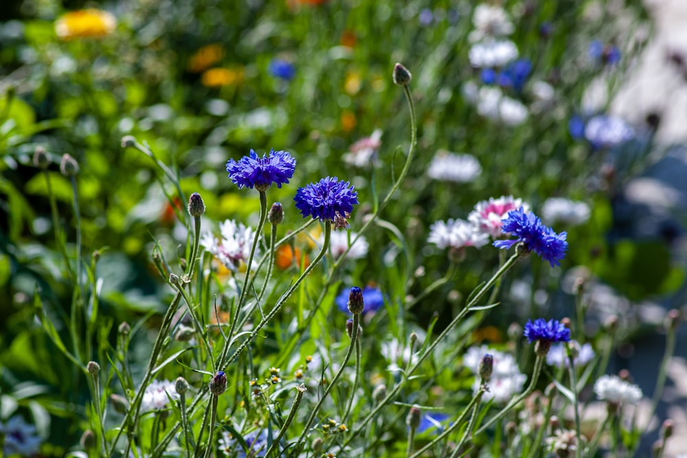 fleurs bleues et blanches