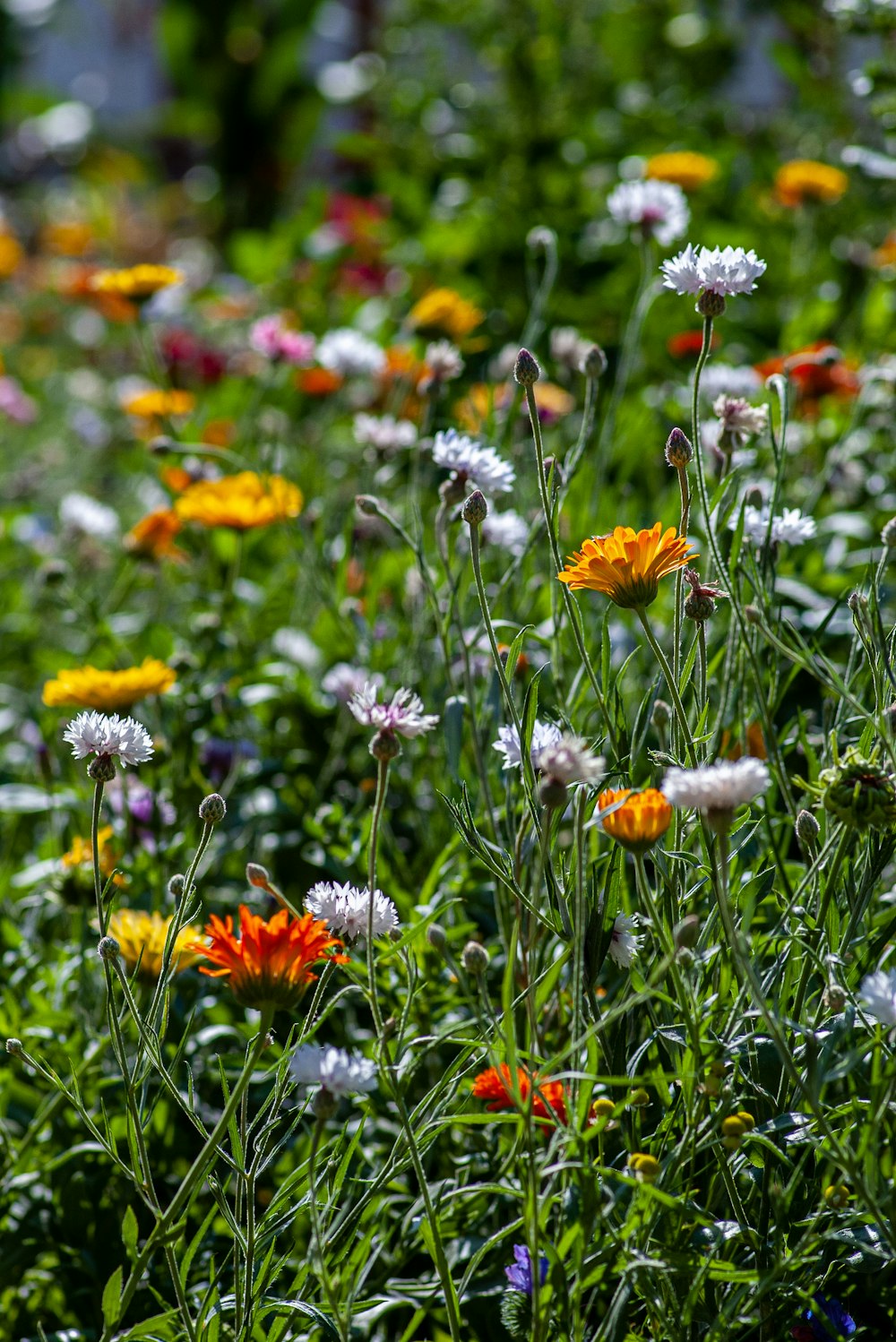 Colorful plants in a garden