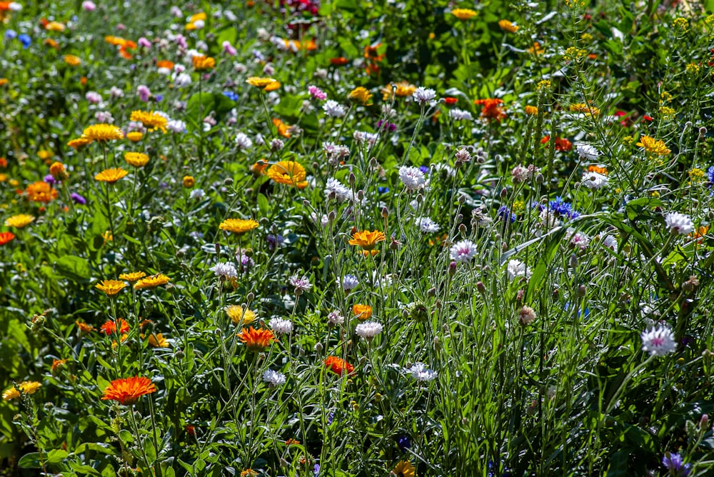 fleurs de couleurs assorties