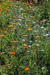 field of flowers
