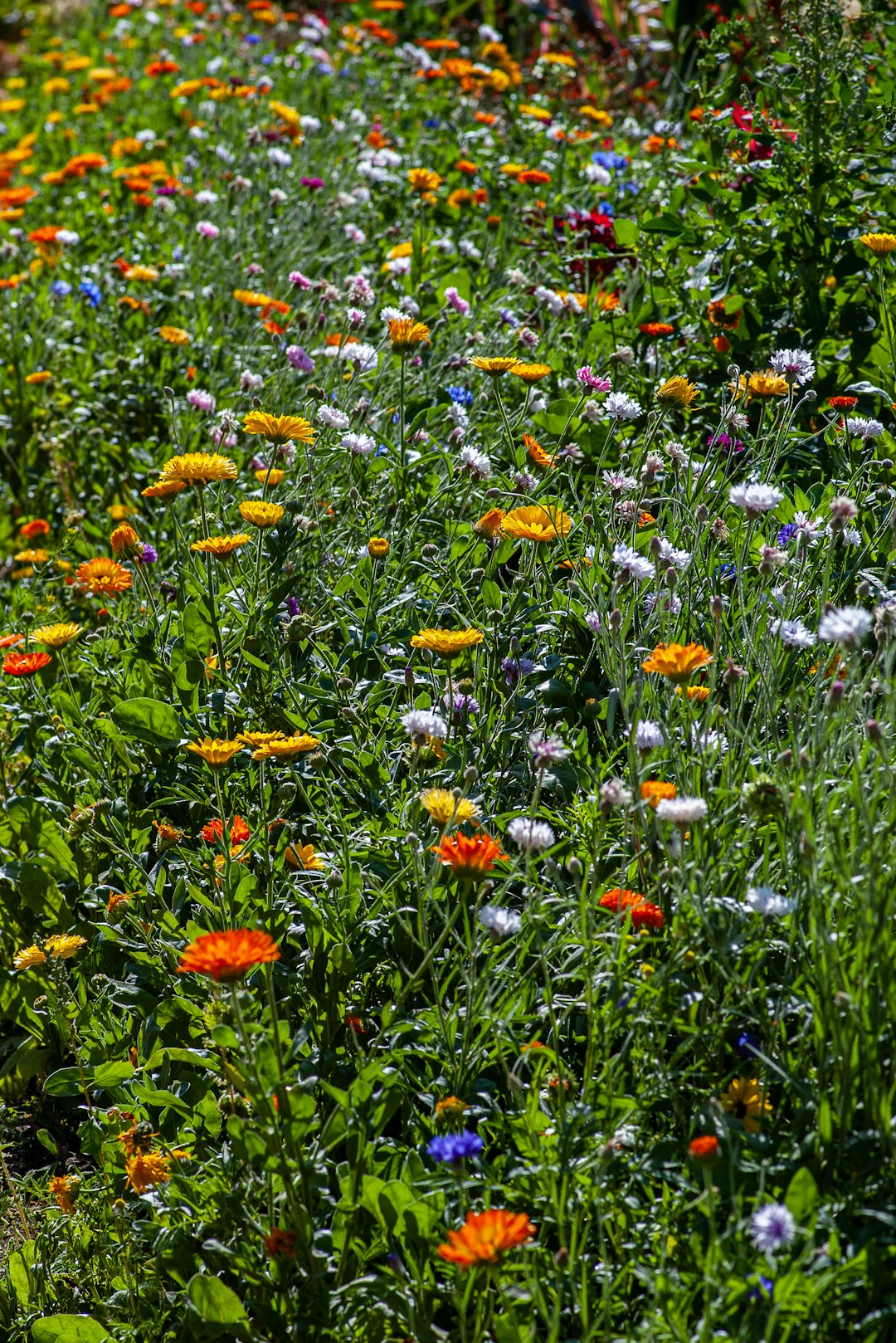 field of flowers