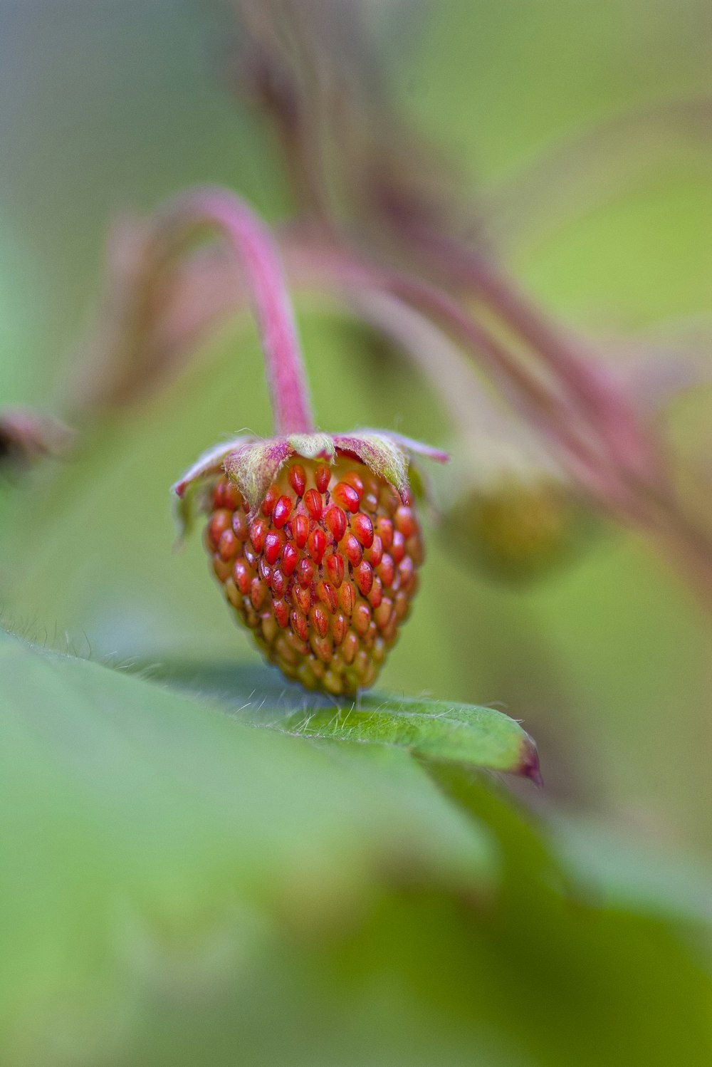 green and pink fruit macro photography