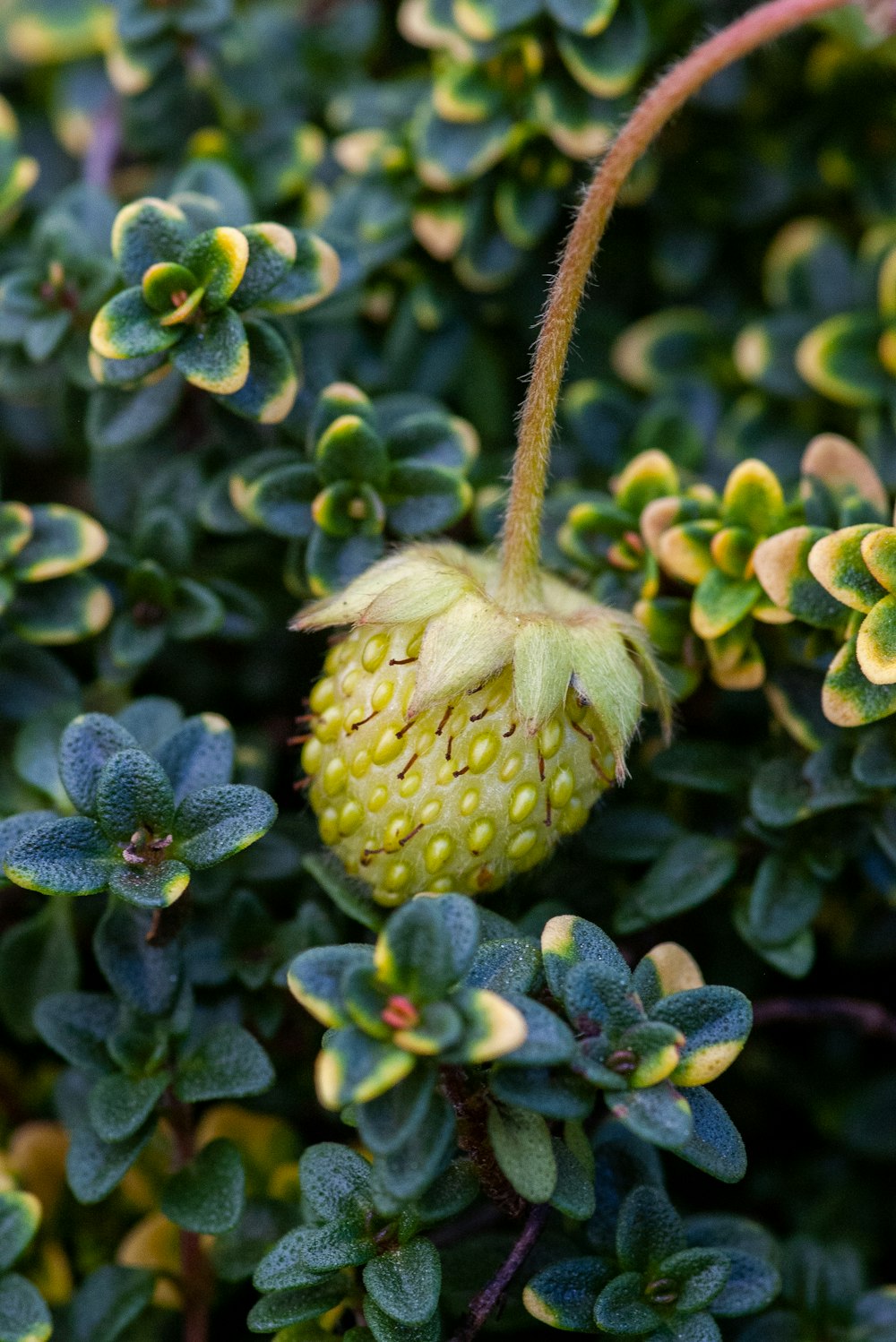 green fruit beside green leaves