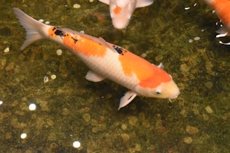 A beautifully designed koi fish tattoo, symbolizing strength and perseverance.
