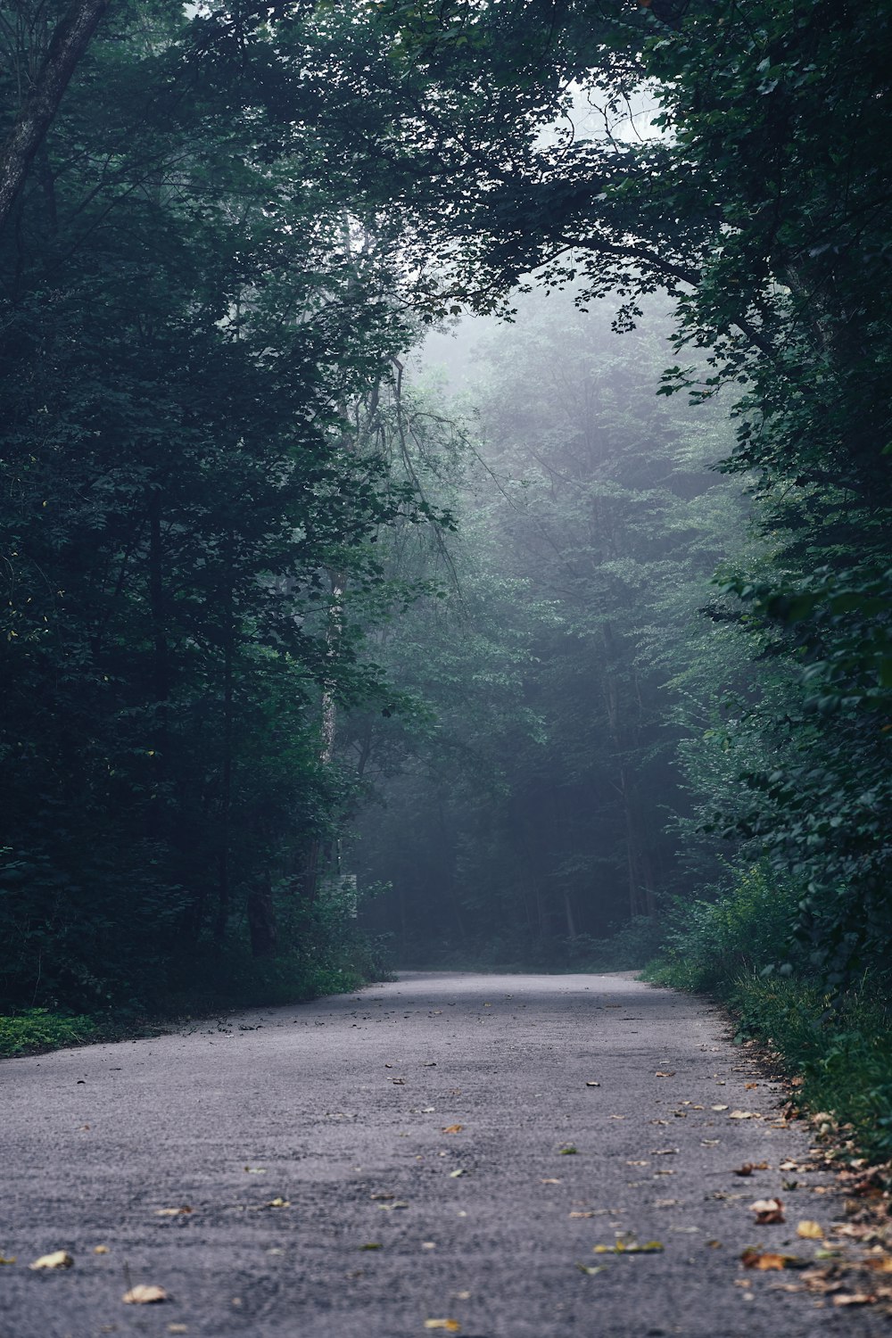 empty road underneath trees