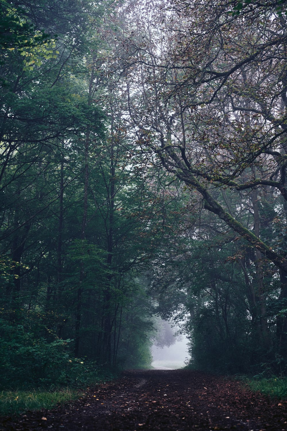 a dirt road surrounded by trees on a foggy day