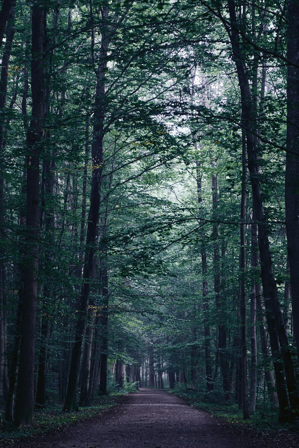 Camino vacío entre árboles