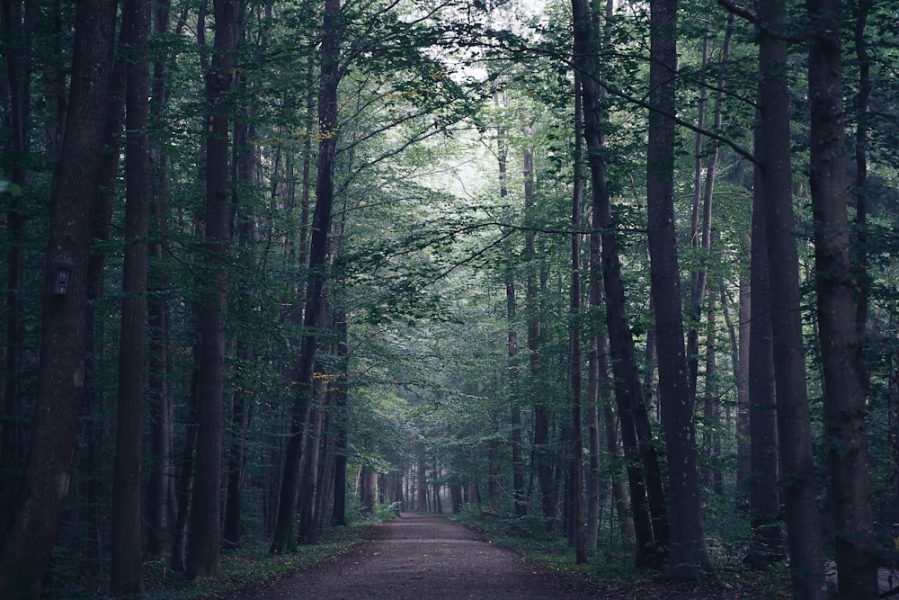 green trees