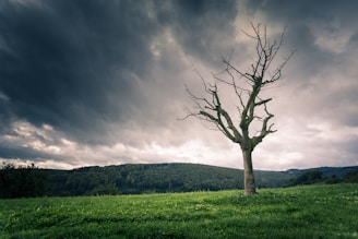 brown bare tree under cloudy sky