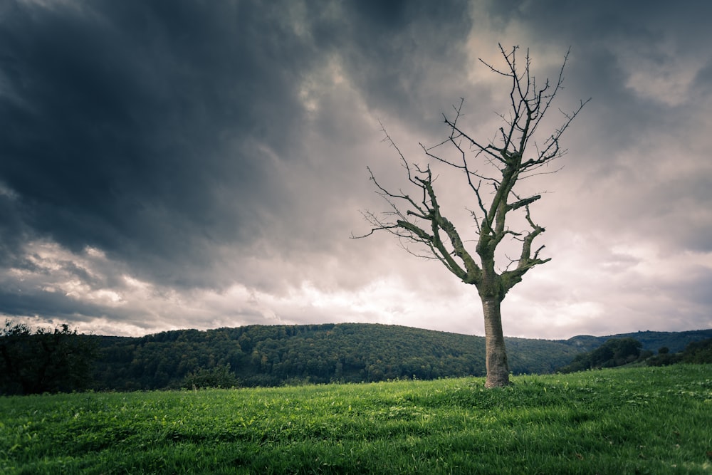 albero nudo marrone sotto il cielo nuvoloso