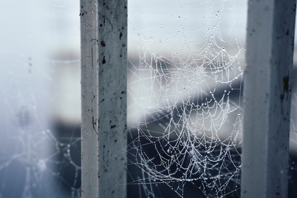 spider web between poles