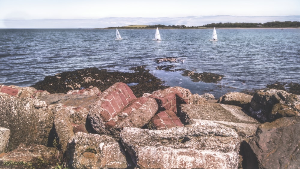 three white sailboats on sea