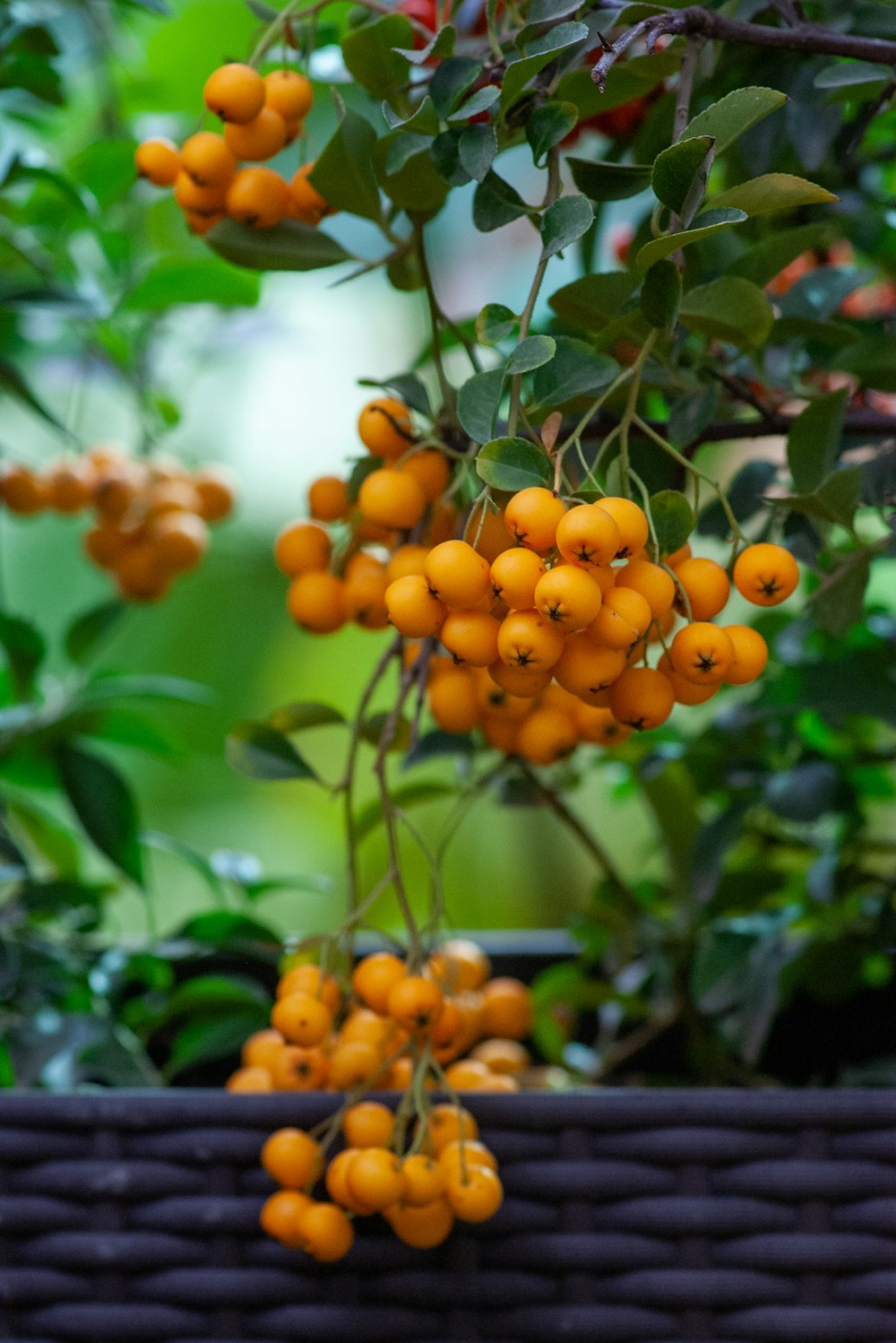 round yellow fruits