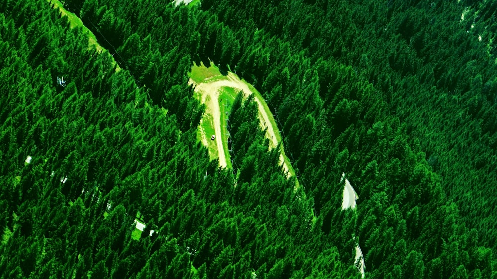 aerial photo of trees