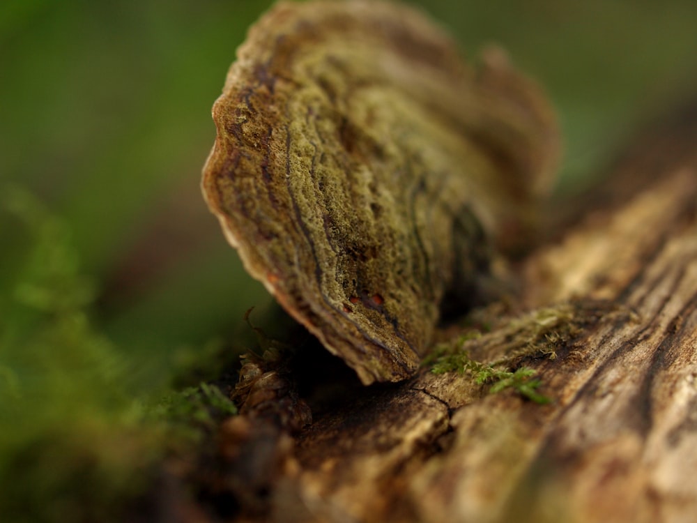 brown mushroom