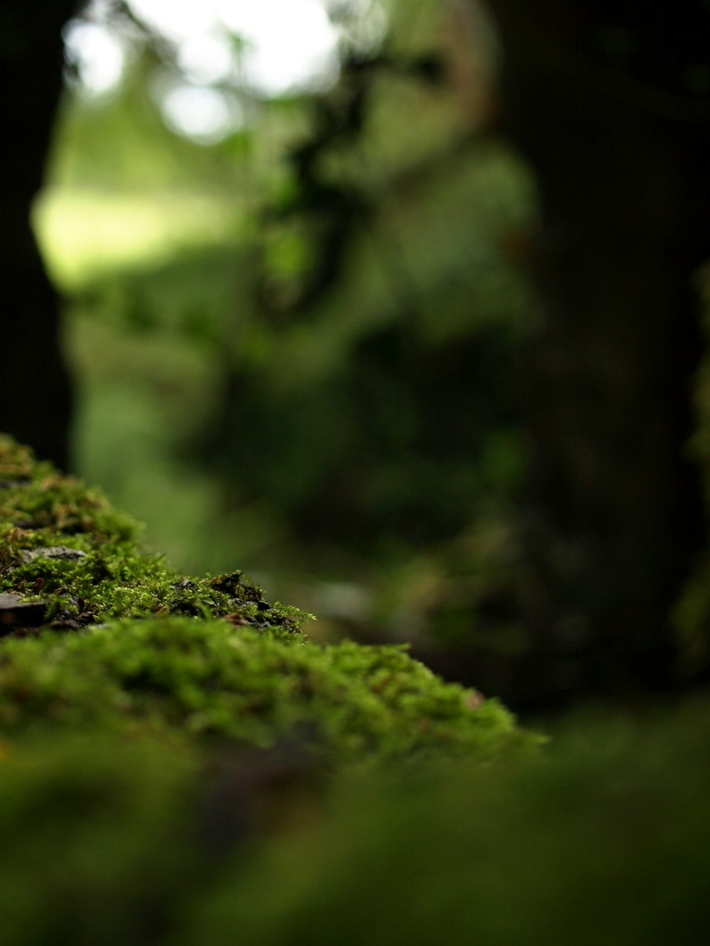 focus photography of grass field