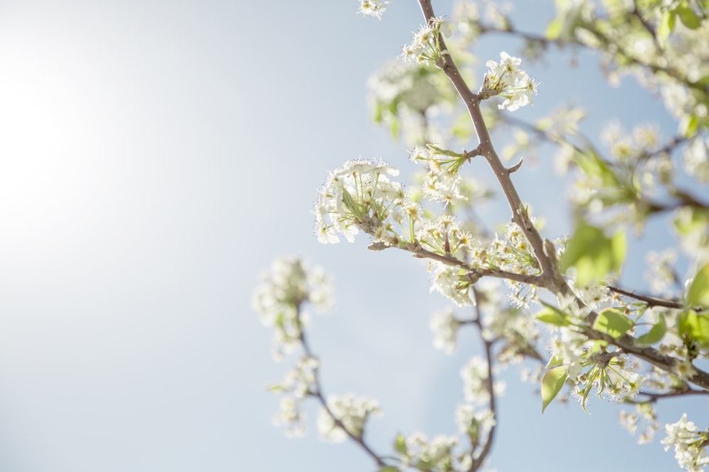 macro photography of blooming white flowers