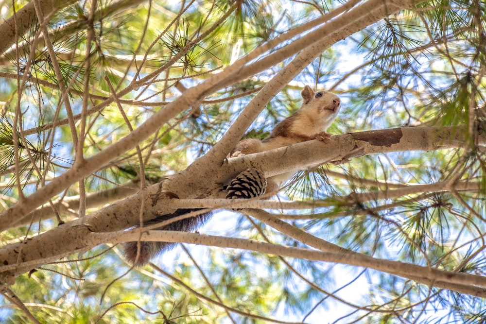 brown rat on tree