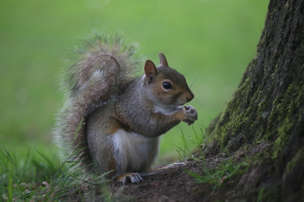 black and brown squirrel