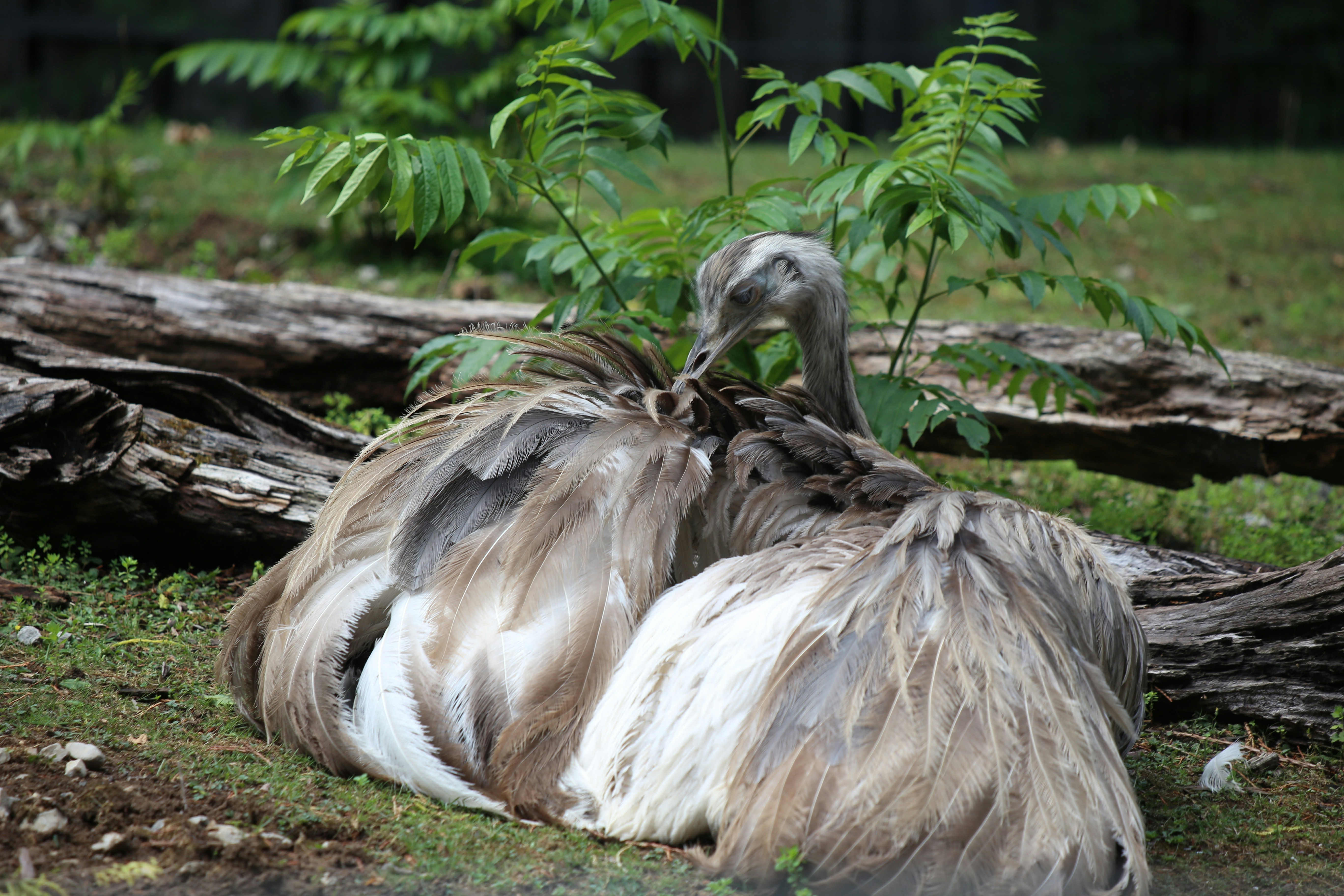 oiseau brun et blanc sur le sol