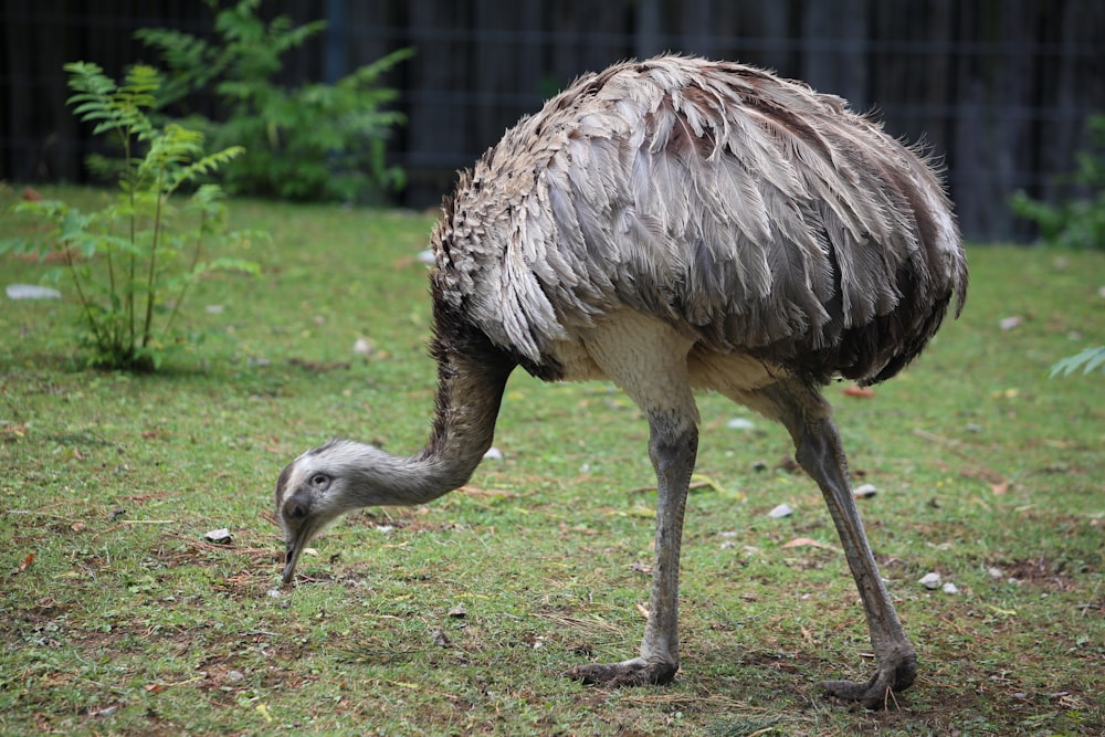 grey bird during daytime