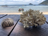 A piece of coral and a sea urchin shell are placed on a wooden surface in the foreground, with a sandy beach and clear ocean water in the background. Several boats are anchored near the shore, and distant islands are visible on the horizon under a partly cloudy sky.