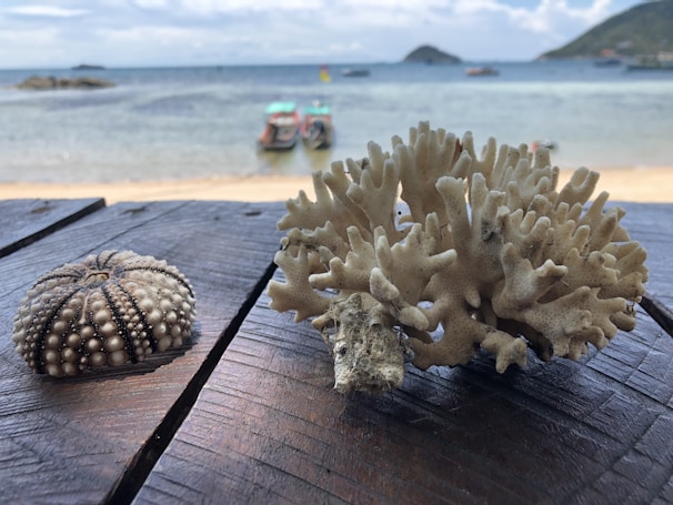 A piece of coral and a sea urchin shell are placed on a wooden surface in the foreground, with a sandy beach and clear ocean water in the background. Several boats are anchored near the shore, and distant islands are visible on the horizon under a partly cloudy sky.