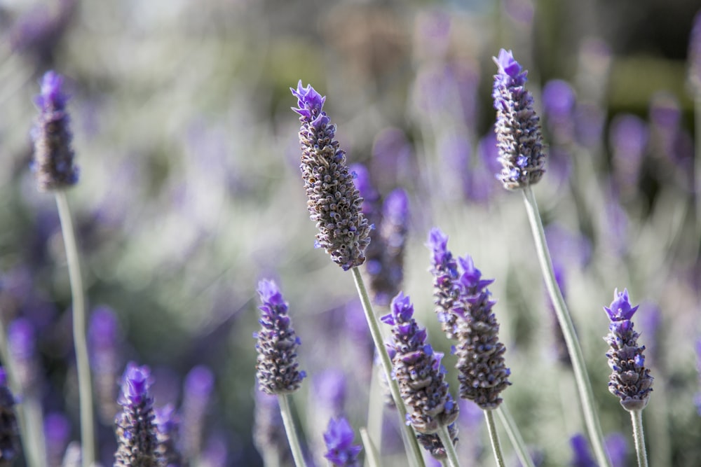 lavender flowers