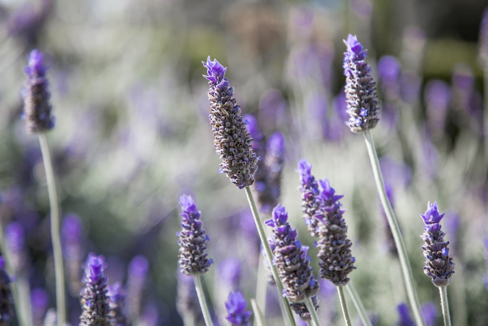 lavender flowers photo – Free Lavender Image on Unsplash