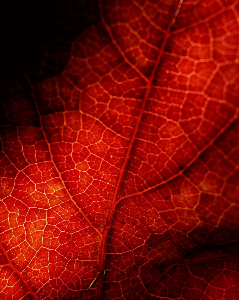 macro photography of red leaf