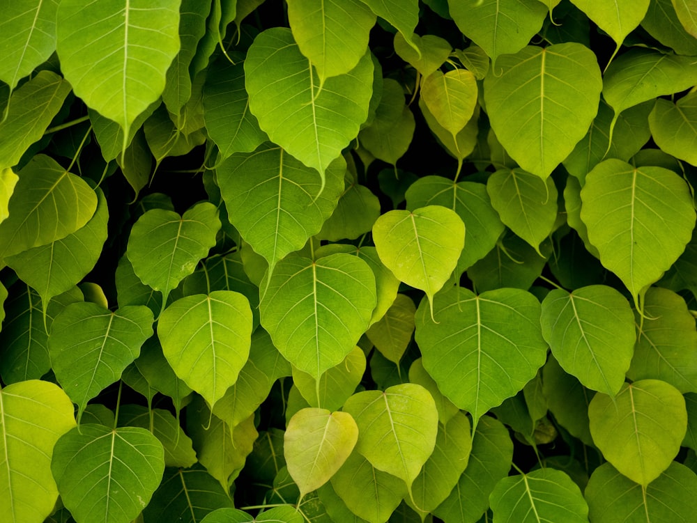 green-leafed plant