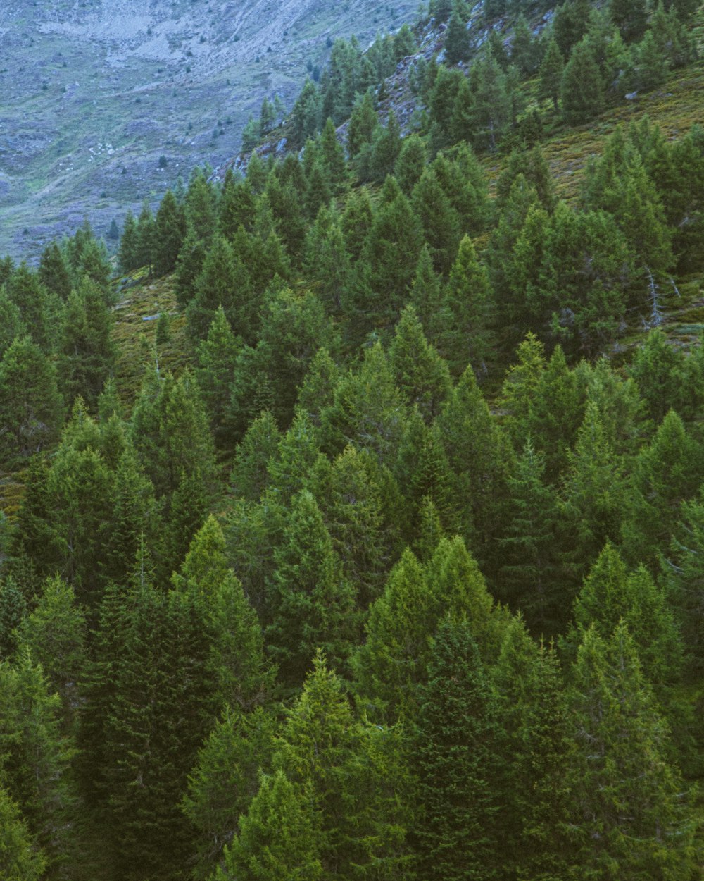 high-angle photography of green leafed trees