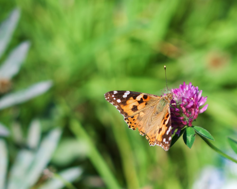 closeup photography of orange butterfly