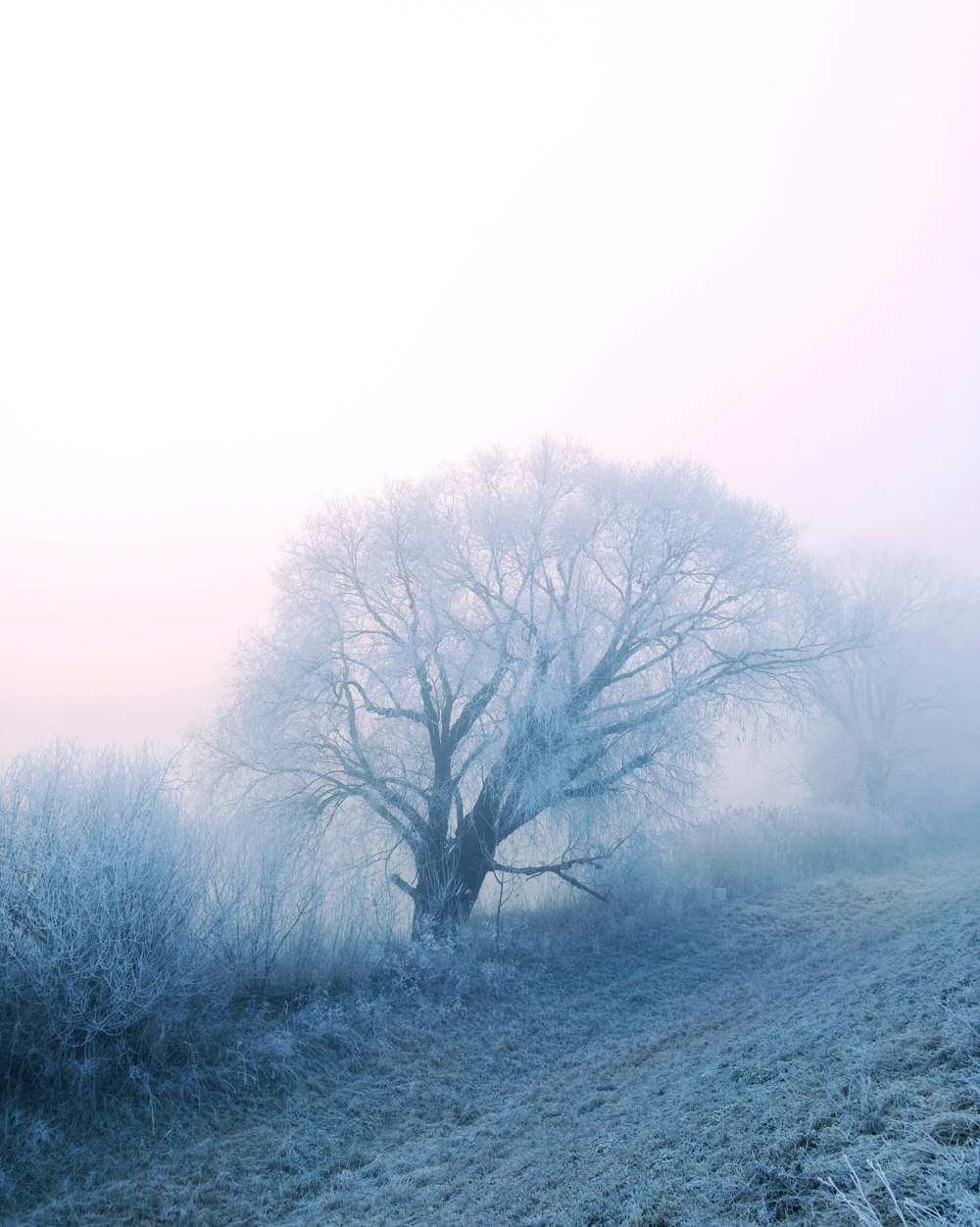 tree surrounded by fogs