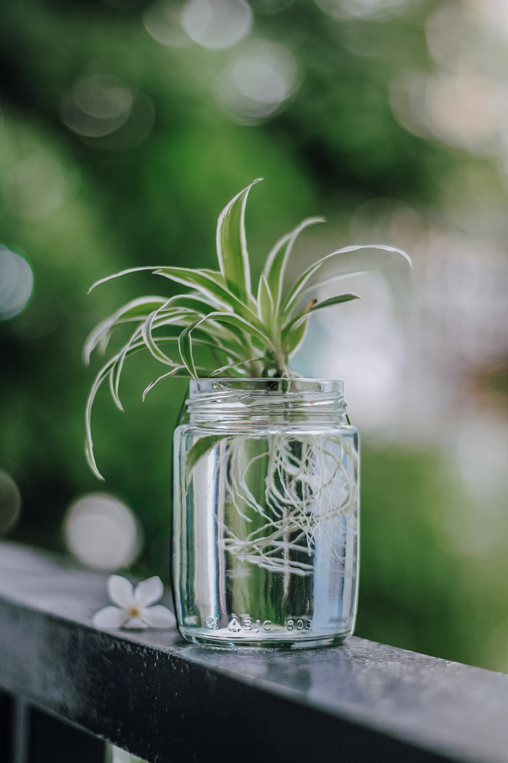 green-leafed plant