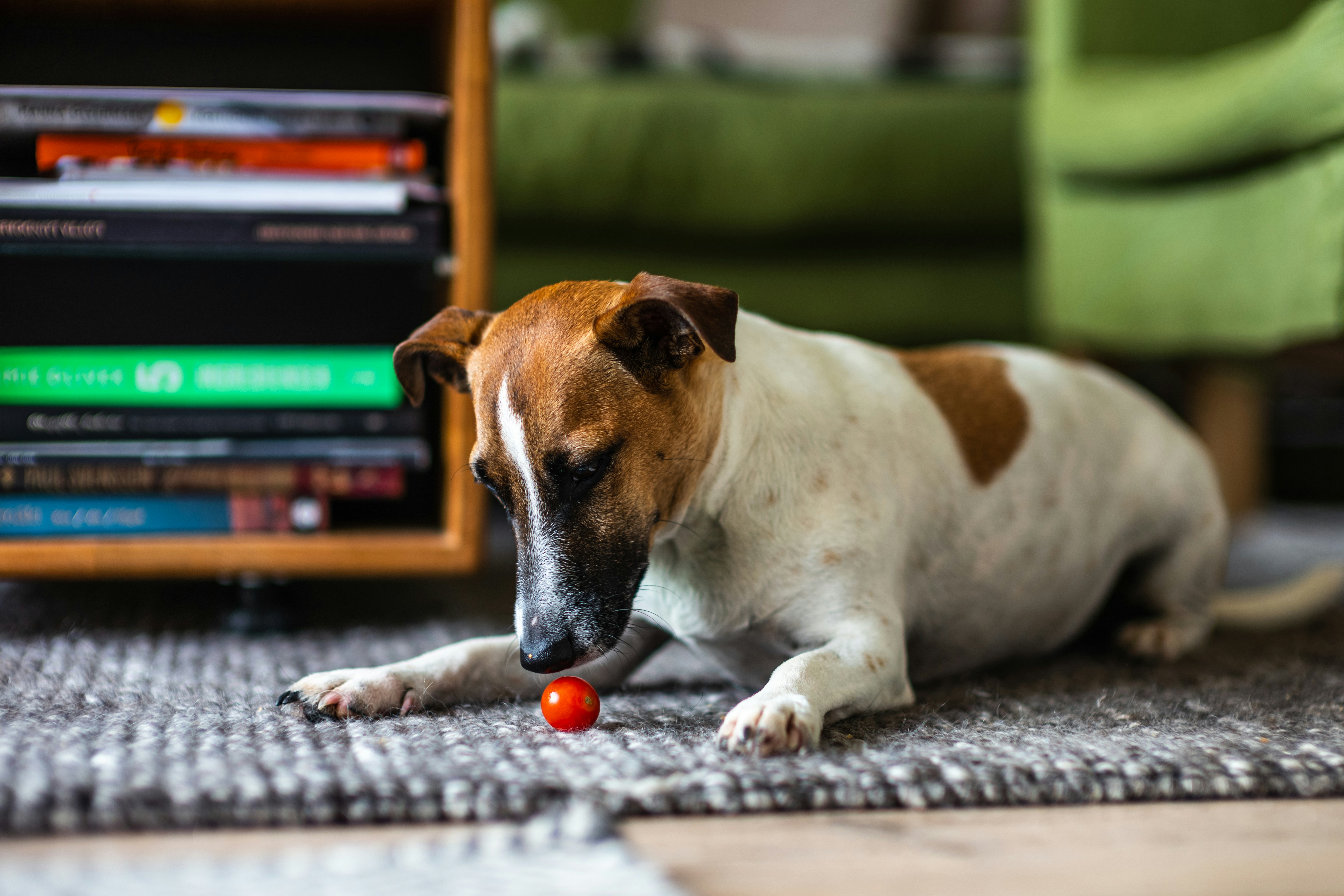 Gamifying Pet Training: Transform Your Bond Through Play!