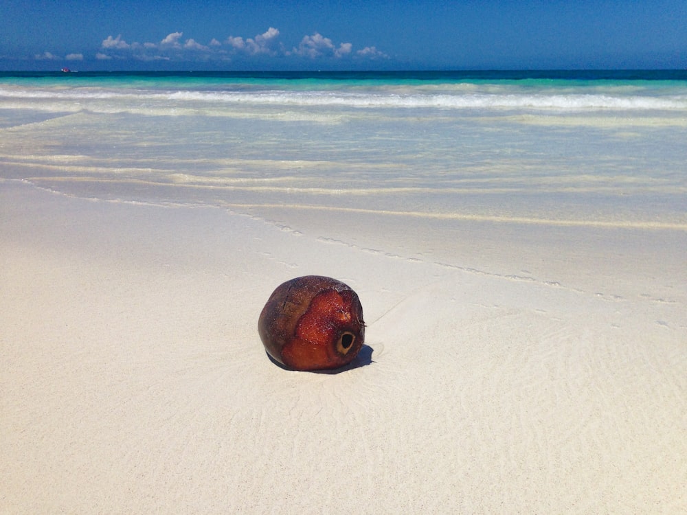 coconut fruit on shore