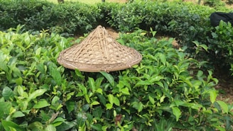 A woven straw hat rests atop dense green foliage in a garden or farm setting. The lush leaves are indicative of healthy plant growth, and the hat is crafted in a traditional style with a wide brim and pointed top, suggesting agricultural or rural activity.