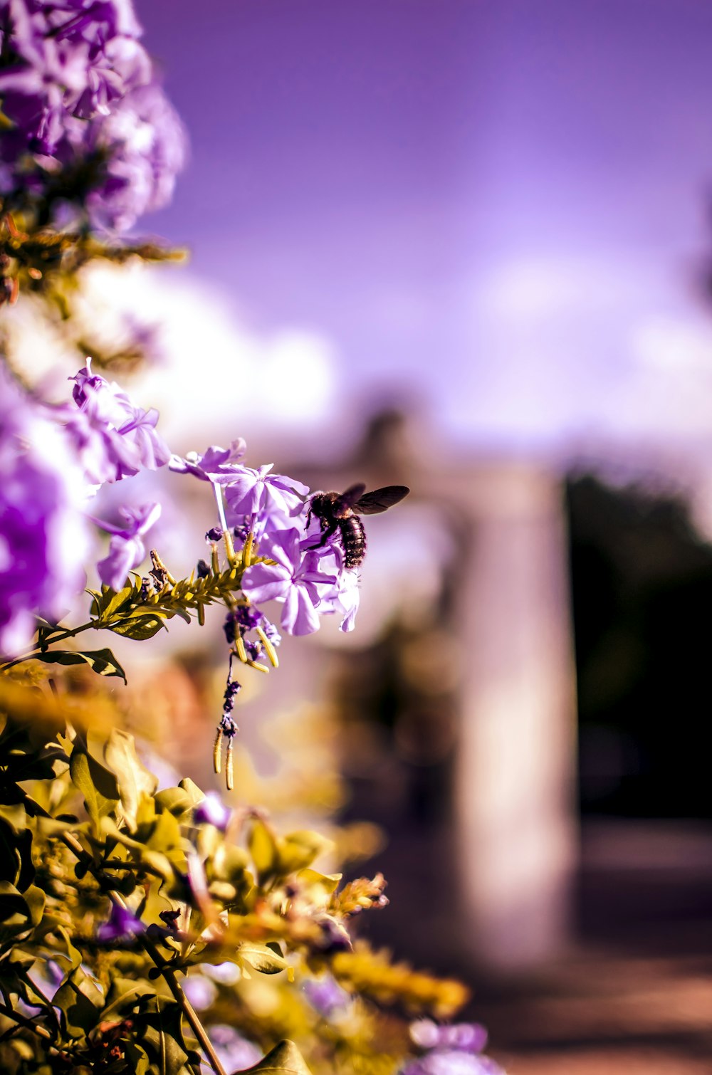 bee sticking on purple petaled flowers