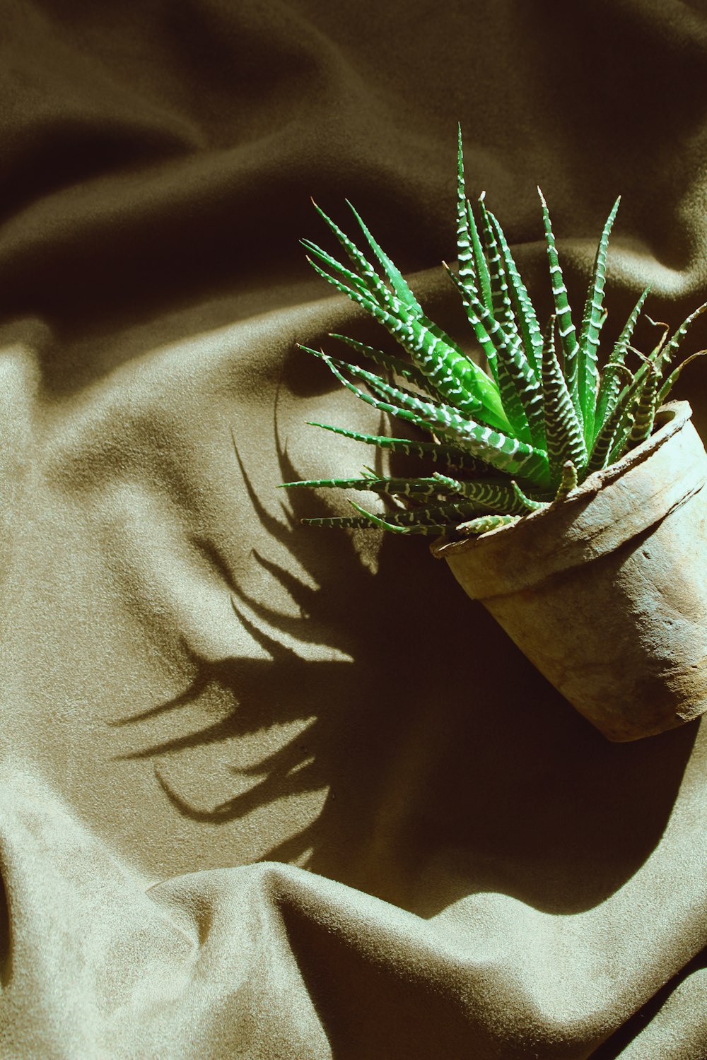 green linear leafed plant on pot