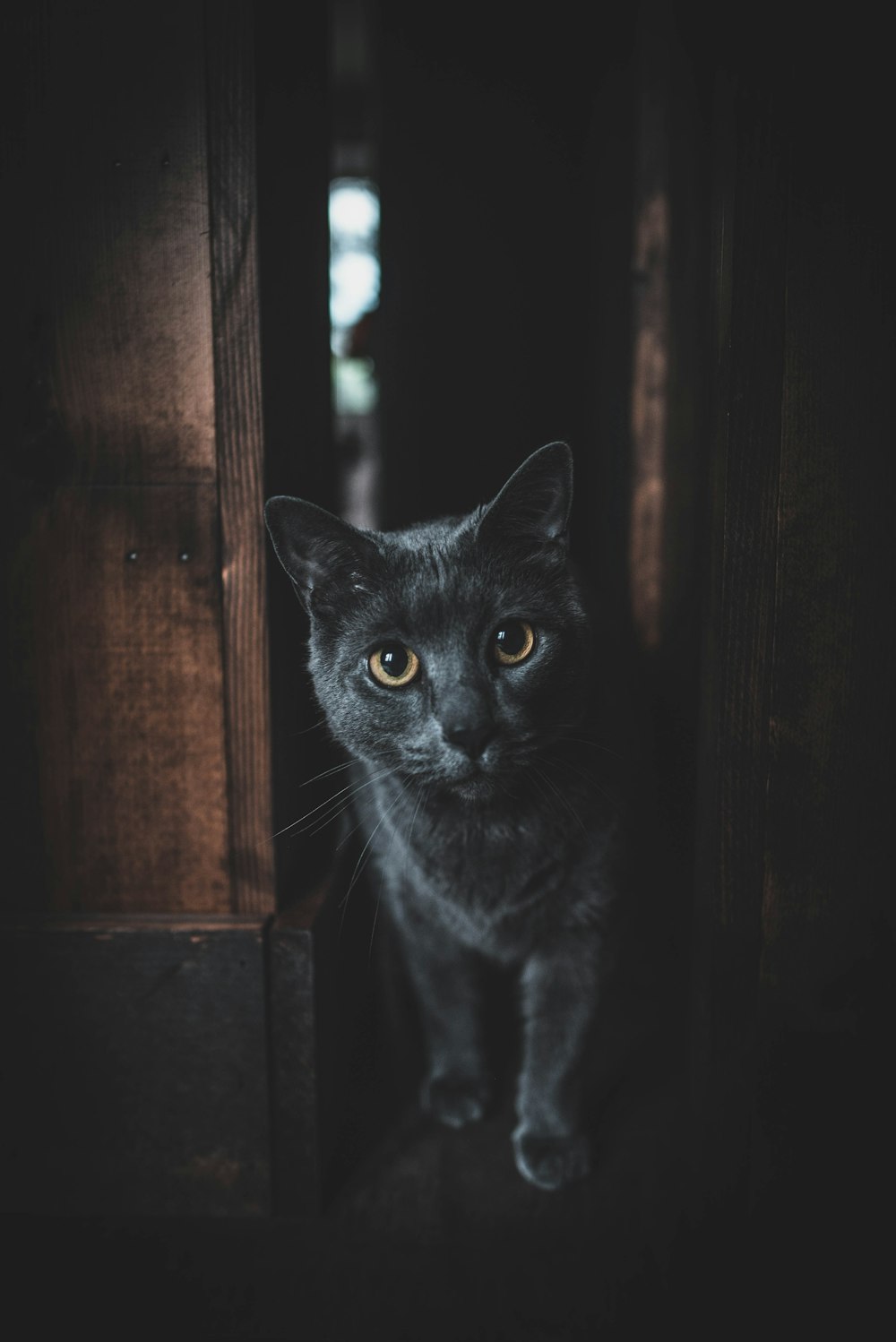 silver tabby cat