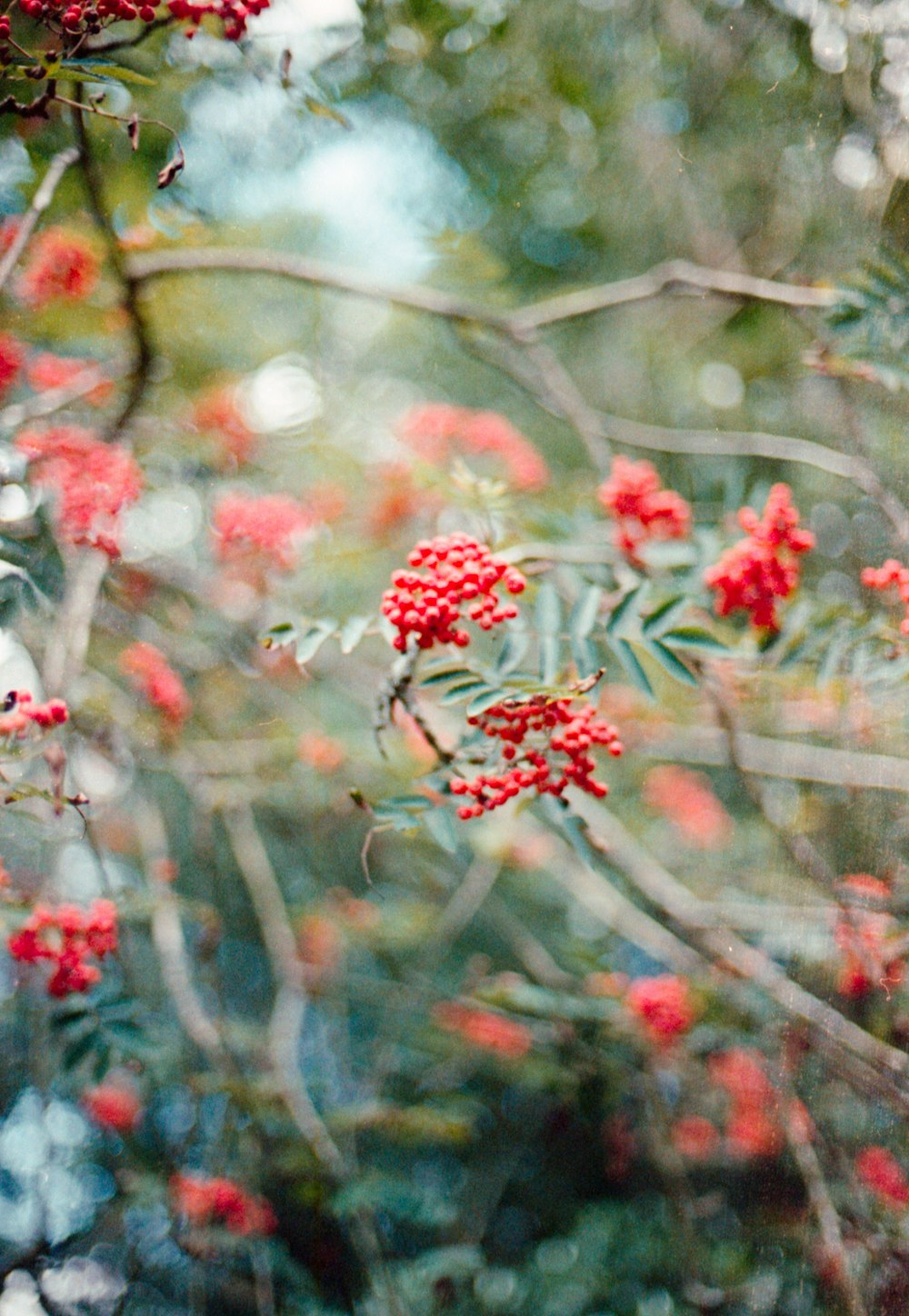 selective focus of red fruits