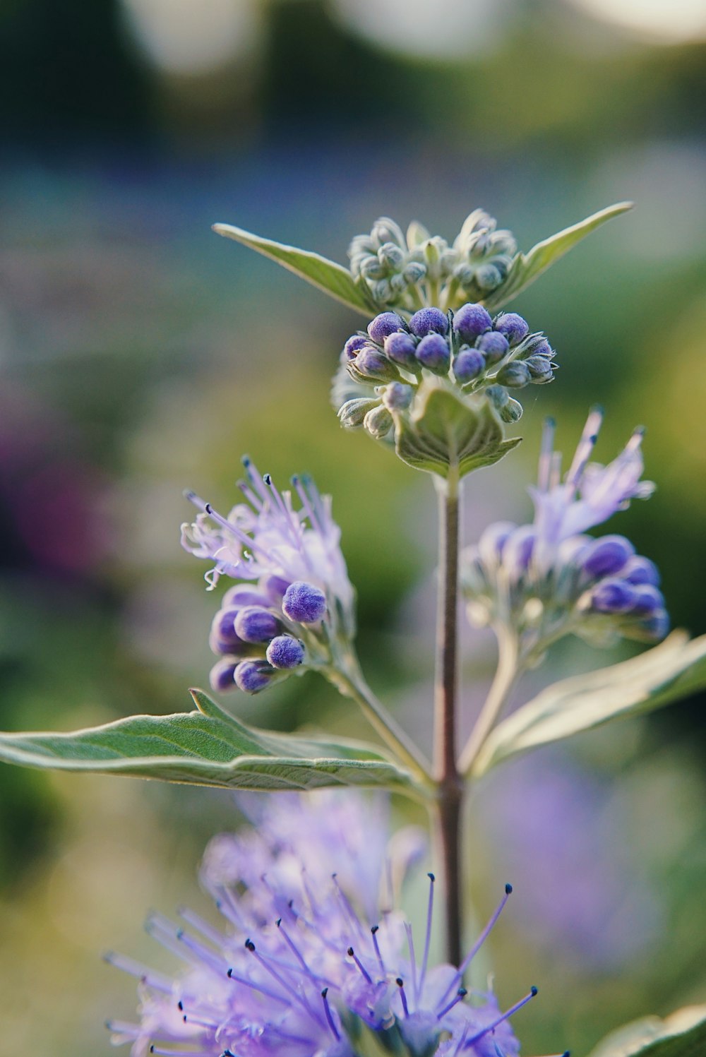 blue flowers