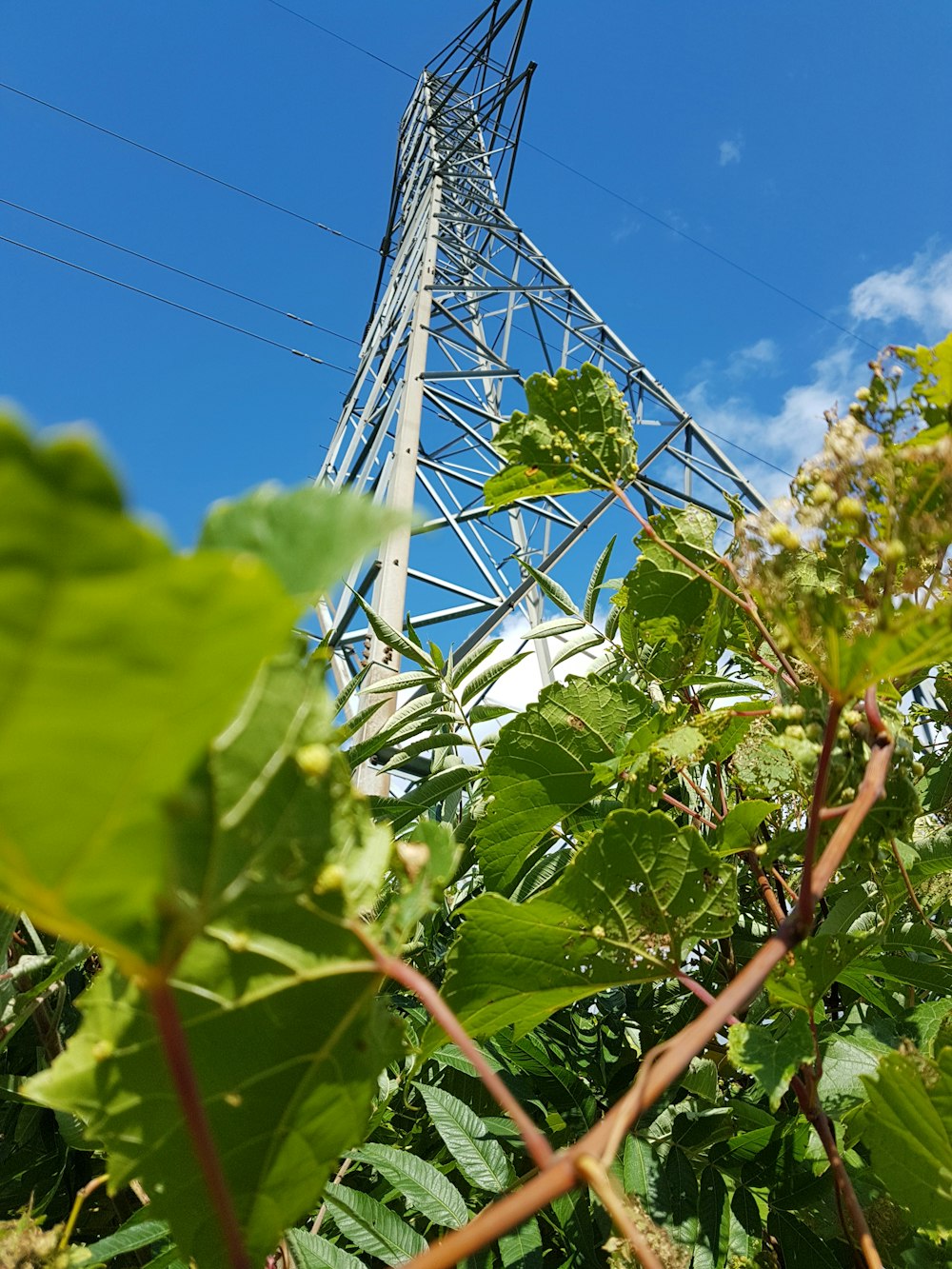 low-angle photo of green-leafed plants near gray transmission tower