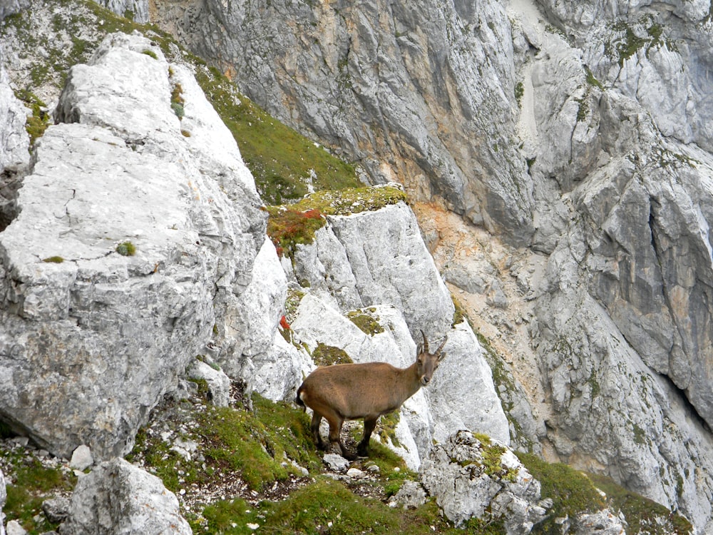 close-up photography of deer near rocks