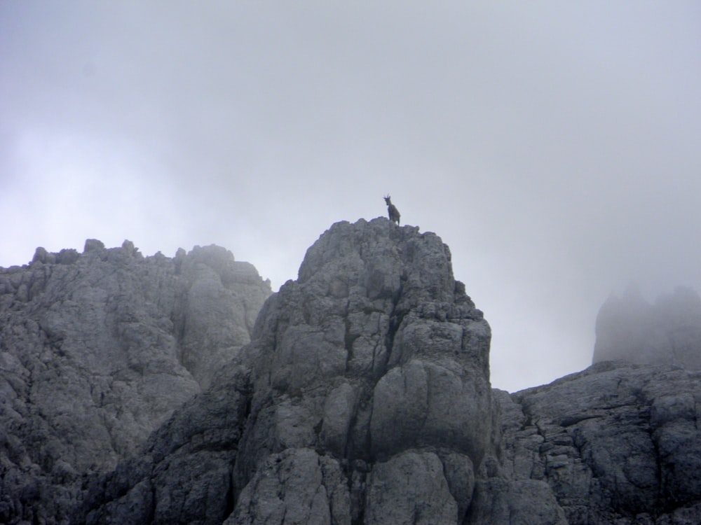 animal on the cliff of a mountain