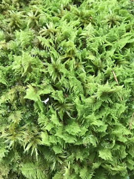 A lush, dense patch of green moss with a rich, vibrant texture. The moss appears thick and layered, with delicate, feather-like fronds. The varying shades of green create a natural, earthy pattern.