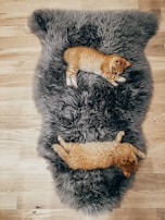 two orange tabby cats sleeping on area rug