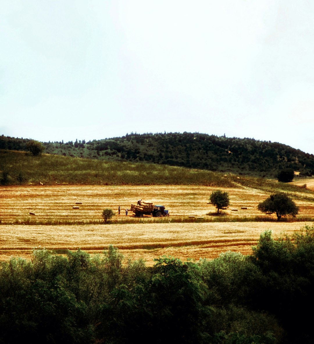 Harvesting hay bales with machine on a field during day