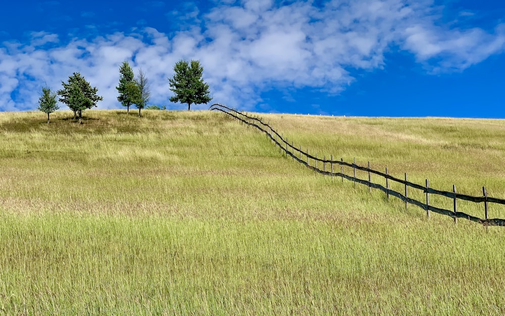 green grass field